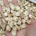 爐貝母 盧貝母 種植爐貝母 選貨  產地 新疆維吾爾自治區